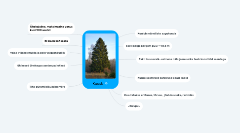 Mind Map: Kuusk