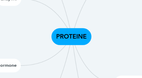 Mind Map: PROTEINE