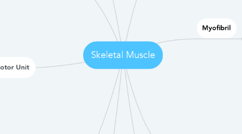 Mind Map: Skeletal Muscle