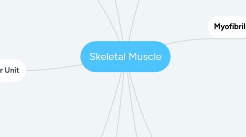 Mind Map: Skeletal Muscle