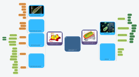 Mind Map: CANLILAR