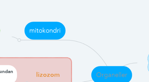 Mind Map: Organeller