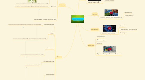 Mind Map: Живые организмы