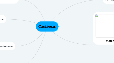 Mind Map: Cactáceas