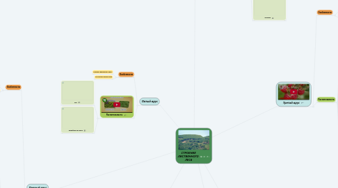 Mind Map: СТРОЕНИЕ ЛИСТВЕННОГО  ЛЕСА