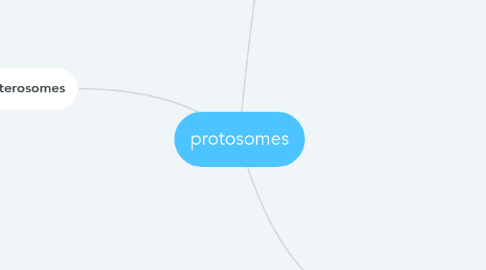 Mind Map: protosomes