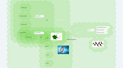 Mind Map: АТФ(аденозинтрифосфат)