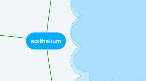 Mind Map: epithelium