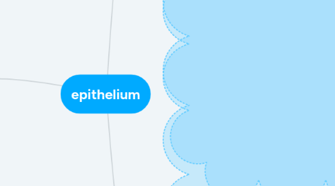 Mind Map: epithelium