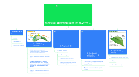 Mind Map: NUTRICIÓ I ALIMENTACIÓ DE LES PLANTES